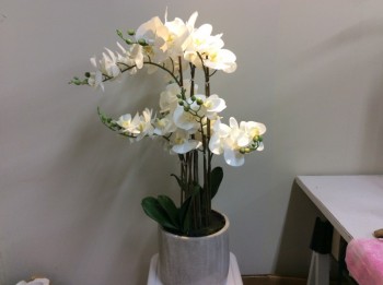 Artificial phalenopsis orchid