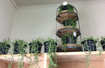 String of fish hooks