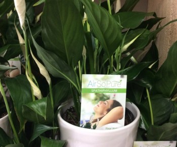 Peace lily In White ceramic pot