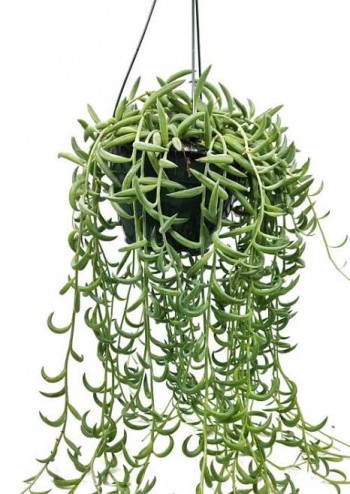 Senecio radicans, string of bananas 13cm Basket