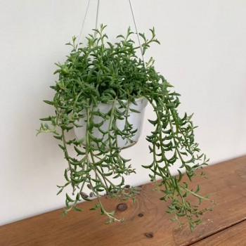 Senecio Peregrinus, string of Dolphins 13cm baskey