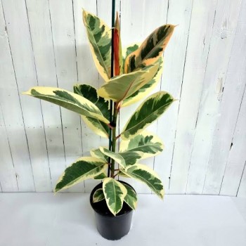 Ficus Tineke, 15cm 