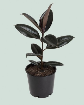 Ficus Burgandy, 15cm