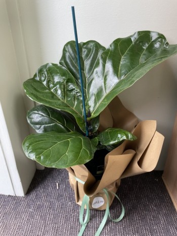 Fiddle Leaf Fig