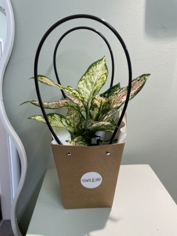 Aglaonema gift wrapped