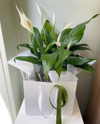 Peace Lily