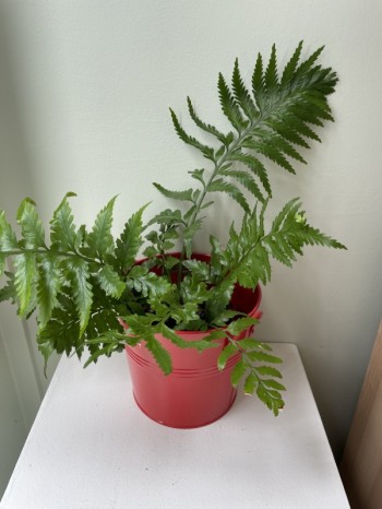 Asplenium bulbiferum/ Chicken and Hen Fern